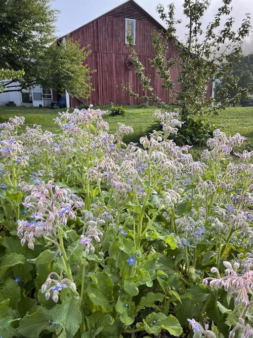 Wildflowers blooming in front of a red barn at Springhouse Farm.